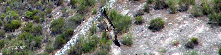 Buitre leonado