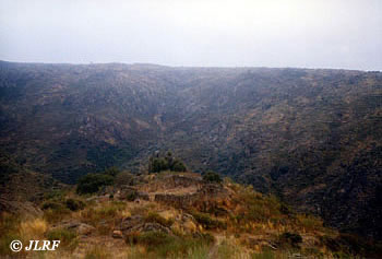 Camino