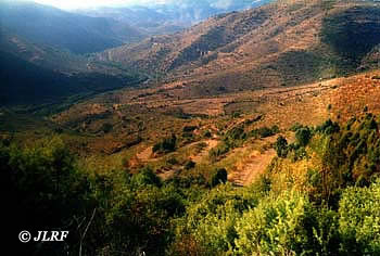 Arrasayos