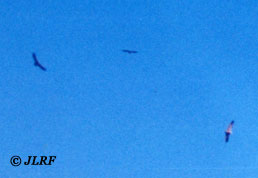 Buitres cerca del puente del Poyo Valiente