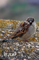 Gorrión común macho