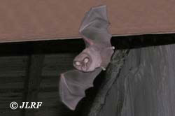 Murciélago de herradura