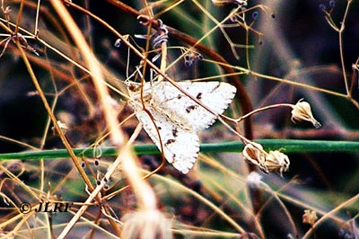 Acronicta leporina