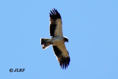 Águila calzada