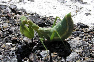 Ameles spallanziana
