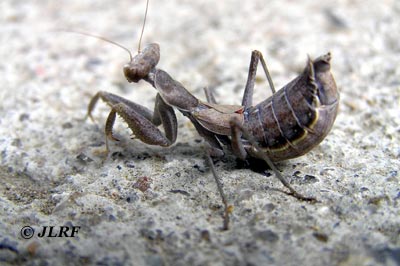 Ameles spallanziana