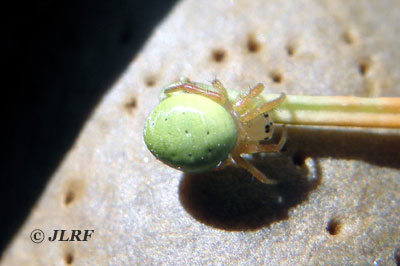 Araña calabaza