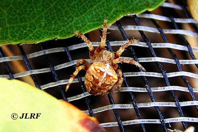 Araña de la cruz