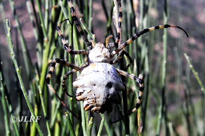 Argiope lobata