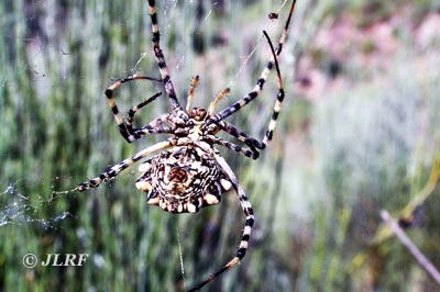 Argiope lobata