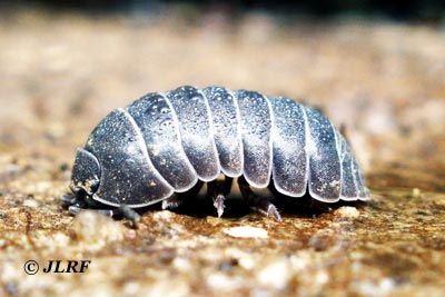 Armadillidium vulgare
