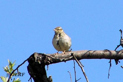 Calandria