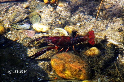 Cangrejo rojo americano