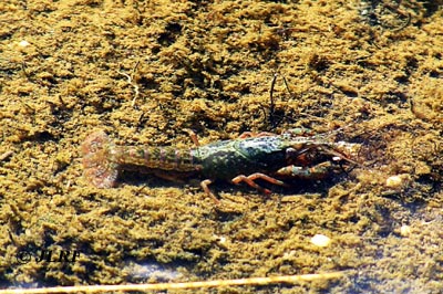 Cangrejo de río