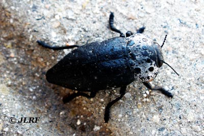 Capnodis tenebrionis