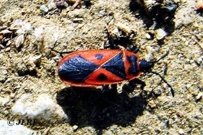 Scantius aegiptium