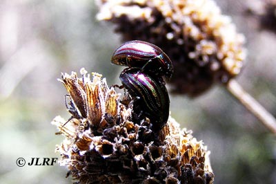 Chrysolina cerealis