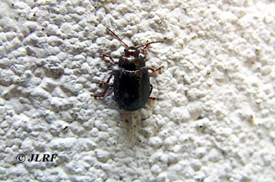 Chrysolina americana