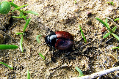 Chrysolina polita