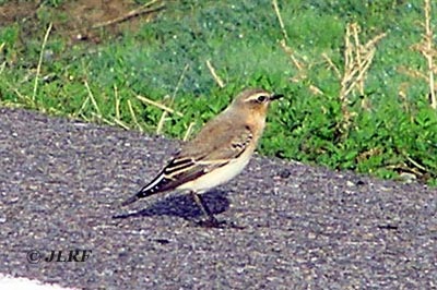 Collalba rubia
