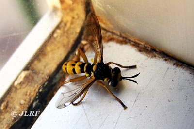 Conops cuadrifasciata