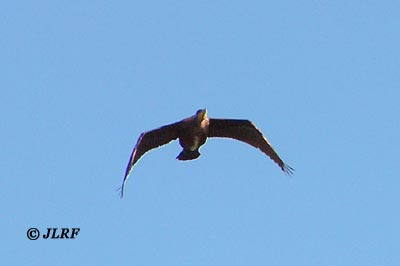 Cormorán grande