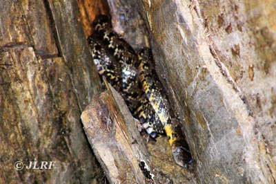 Culebra de herradura