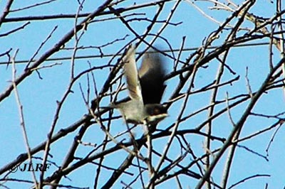 Curruca cabecinegra