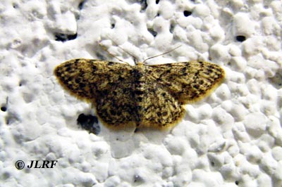 Ectropis bistortata