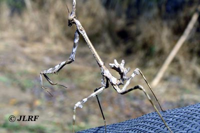 Mantis hoja