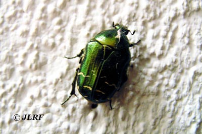 Escarabajo dorado