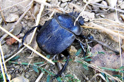 Escarabajo pelotero