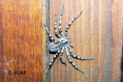Eusparassus dufouri