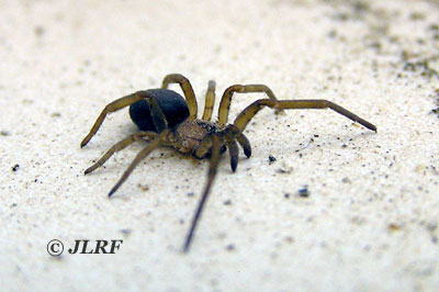 Filistata insidiatrix