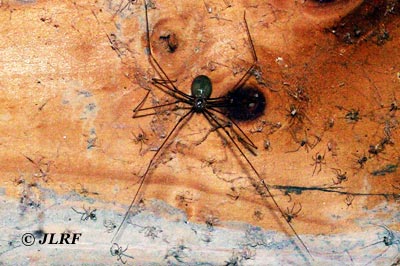 Holocnemus caudatus