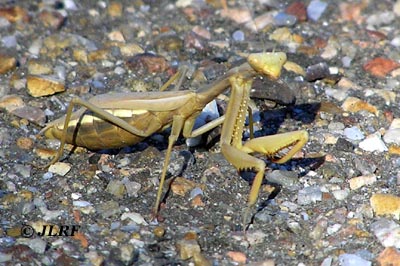 Mantis orquidea