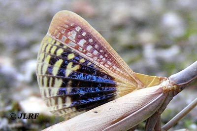 Mantis orquidea