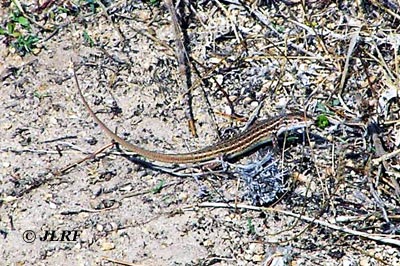Lagartija cenicienta