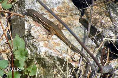 Lagartija colilarga
