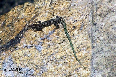 Lagartija ibérica