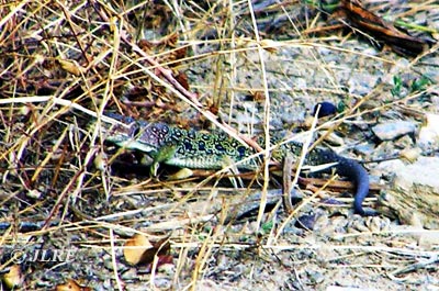Lagarto ocelado