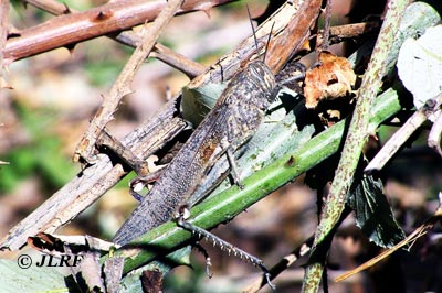 Langosta egipcia