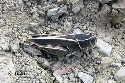 Calliptamus barbarus