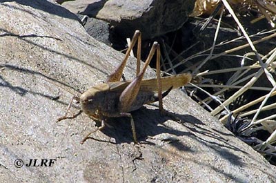Langosta migratoria