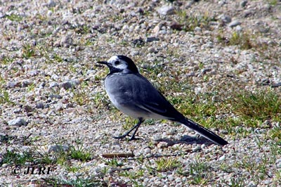 Lavandera blanca