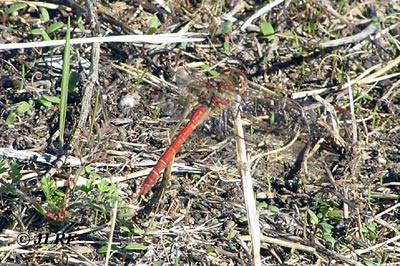 Libélula estriada