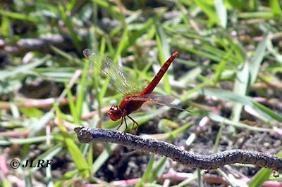 Libélula roja