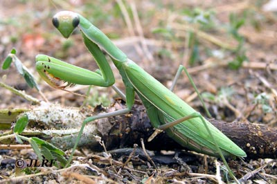 Mantis religiosa hembra