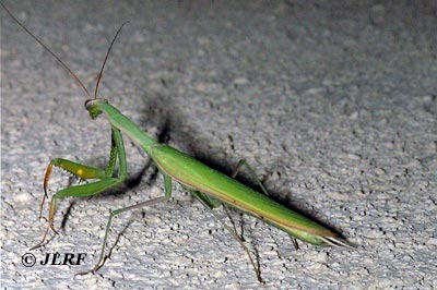 Mantis religiosa macho