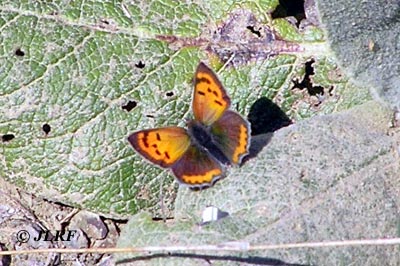 Manto bicolor